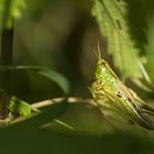 Zwischen Licht und Schatten