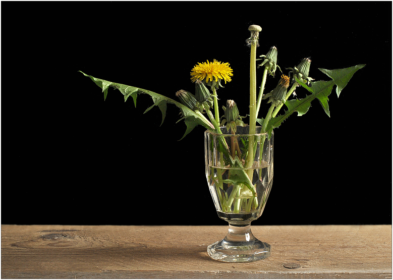 zwischen Löwenzahn und Pusteblume