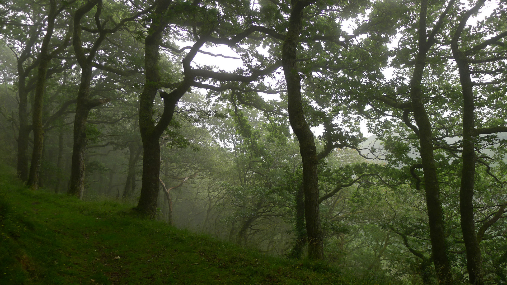 Zwischen Lynmouth und Countisbury, Devon