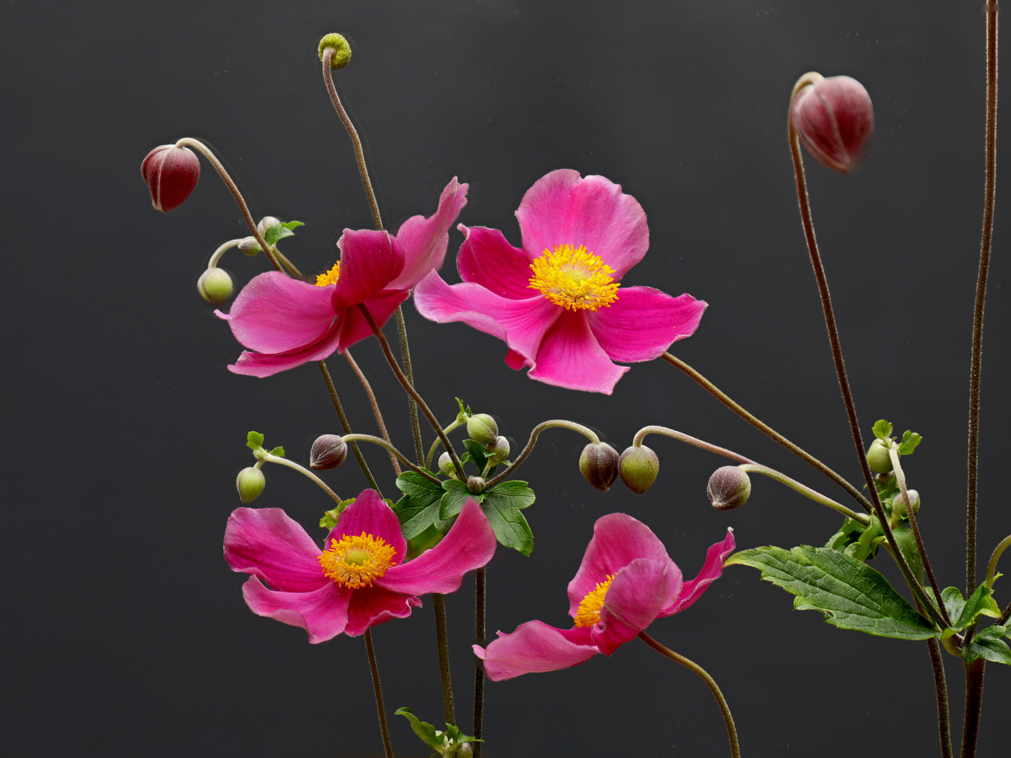 Zwischen Mittwochsblümchen und Spiegeltag