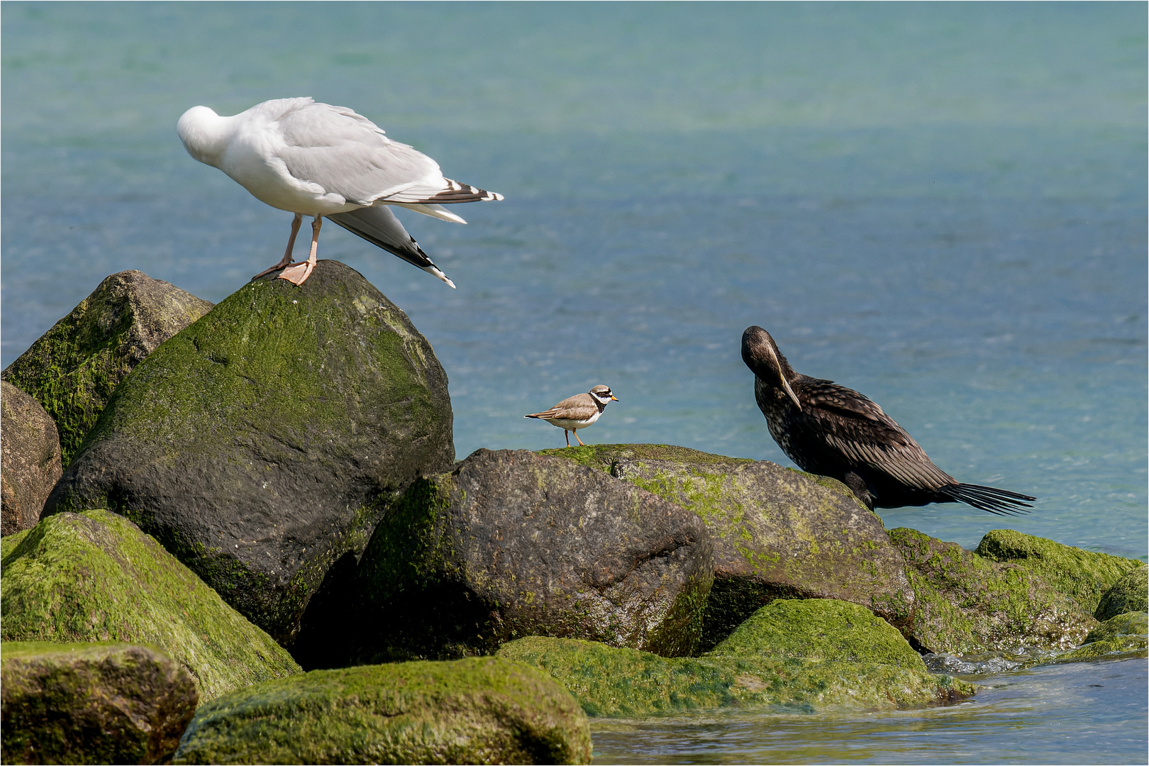 zwischen Möwe und Kormoran  .....