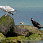 zwischen Möwe und Kormoran  .....