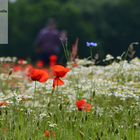 Zwischen Mohn und Kamille