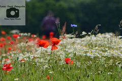 Zwischen Mohn und Kamille