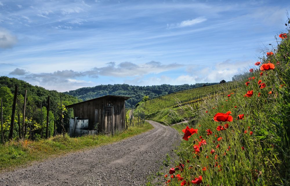 zwischen Mohn und Reben .. 