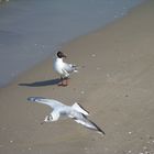 Zwischen Muscheln und Meer