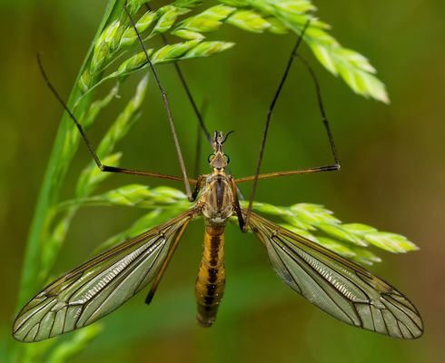 ZWISCHEN MYTHOS UND WIRKLICHKEIT