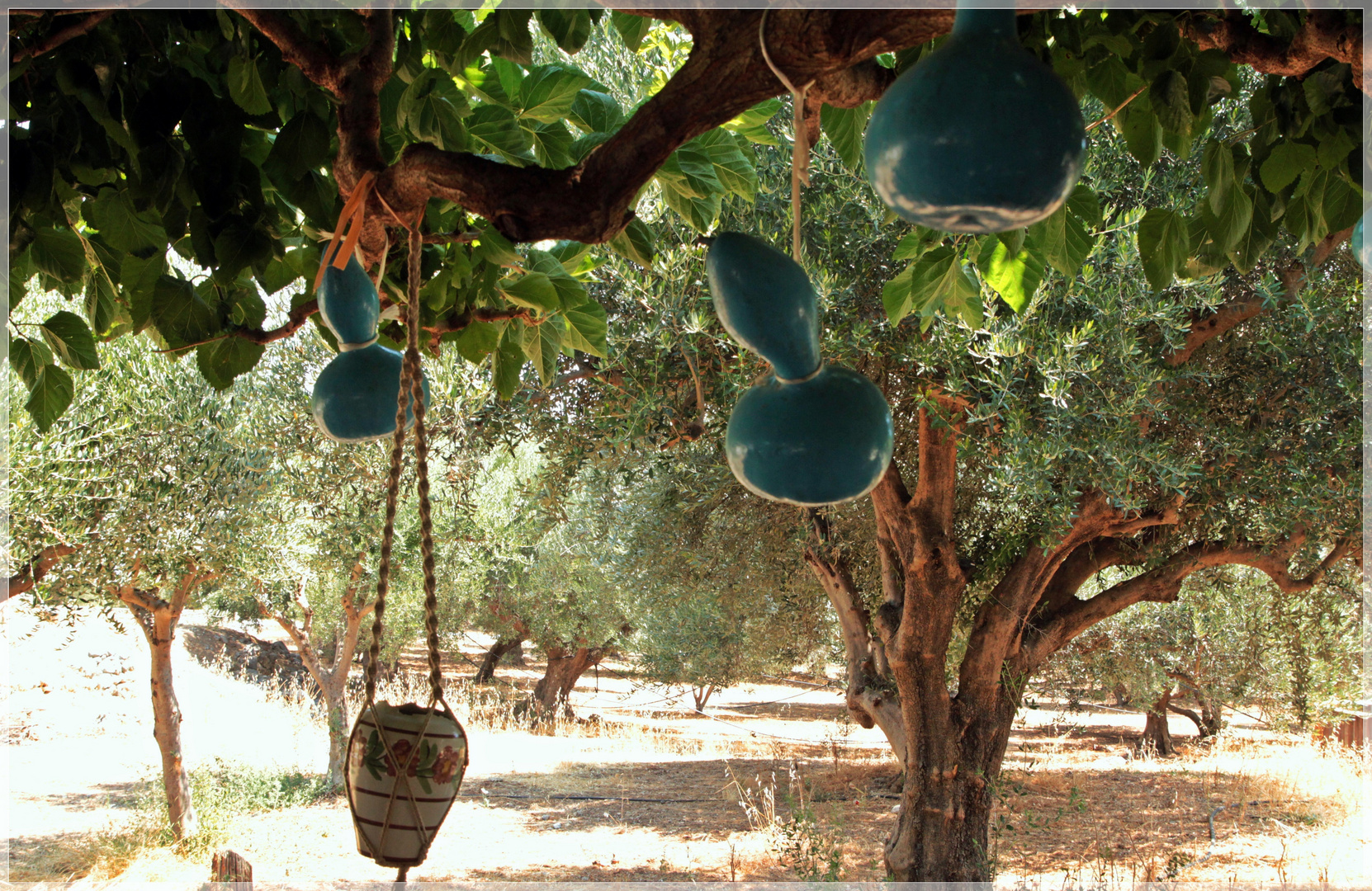 zwischen Olivenbäumen