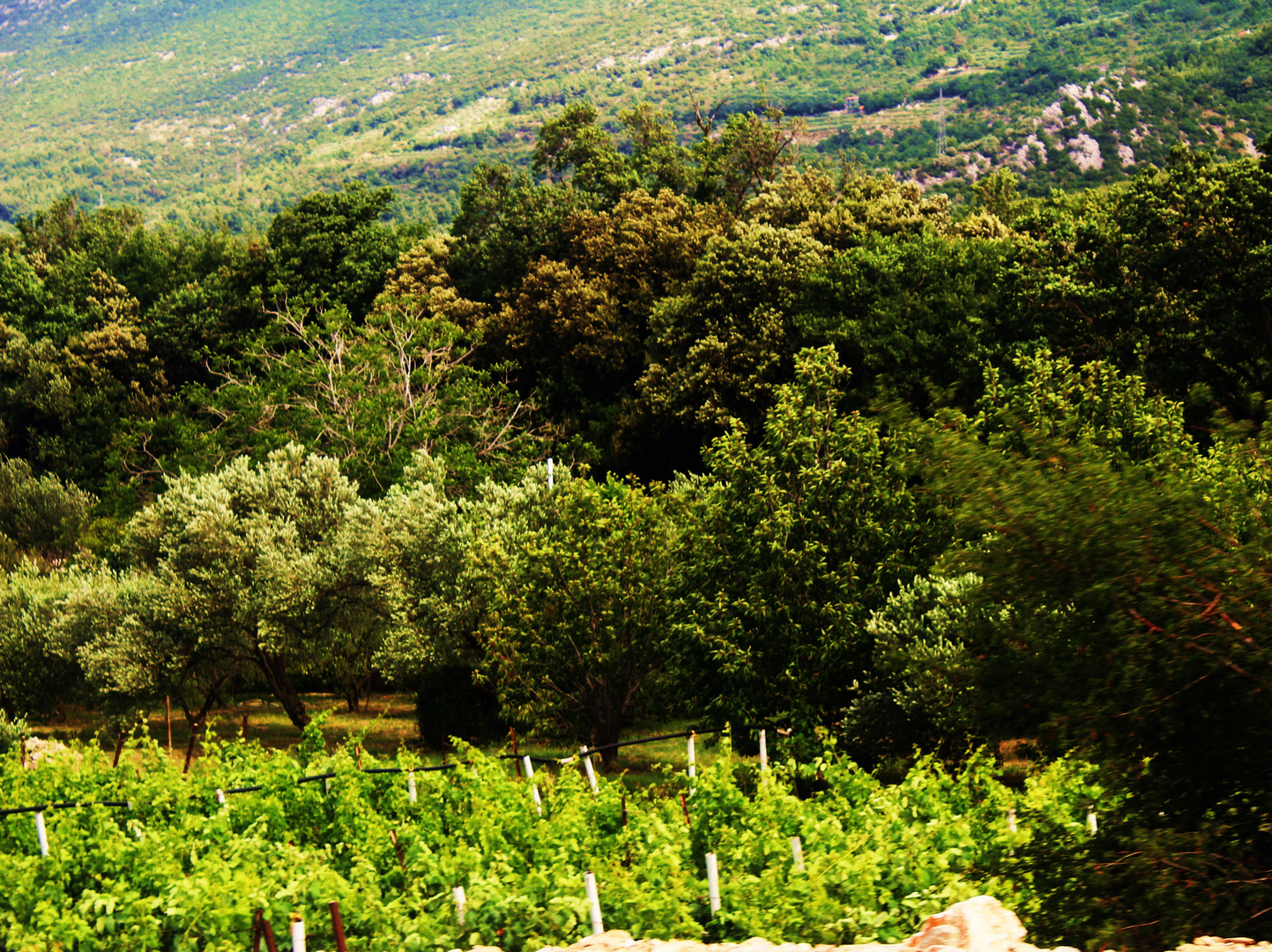 Zwischen Olivenplantagen und Weinreben