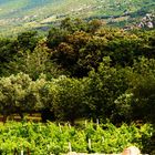Zwischen Olivenplantagen und Weinreben