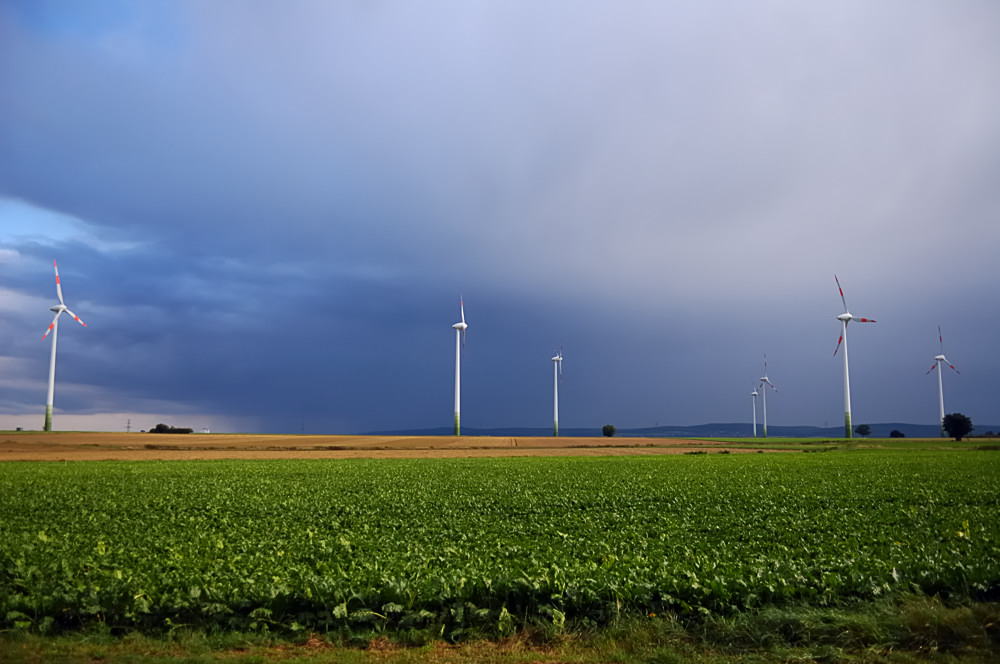 Zwischen Rüben und Regen