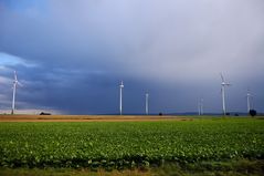 Zwischen Rüben und Regen