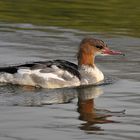 Zwischen Schauern am Main: Gänsesäger