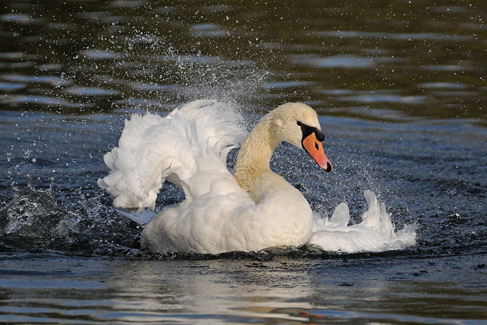 Zwischen Schauern am Main: Höckerschwan