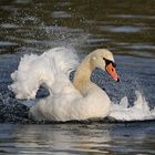 Zwischen Schauern am Main: Höckerschwan