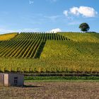 Zwischen Schuppen und Baum