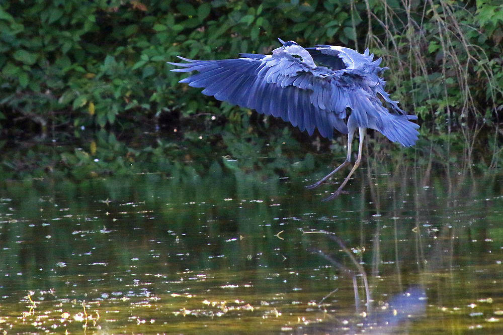 zwischen schwingenden Flügeln