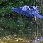 zwischen schwingenden Flügeln