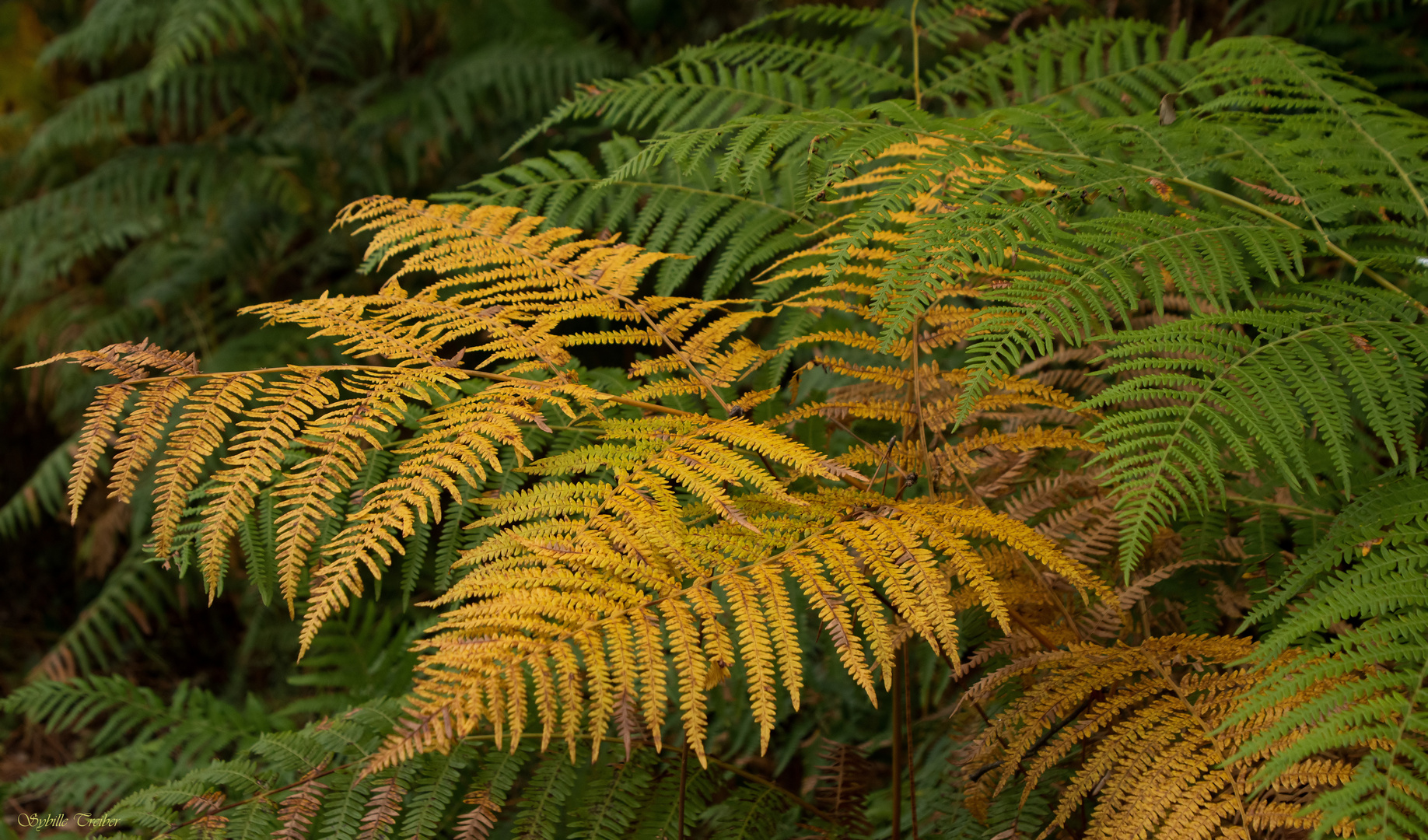 Zwischen Sommer und Herbst