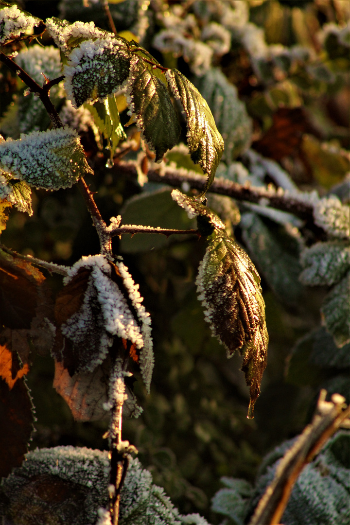 Zwischen Sonne und Eis