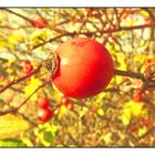 Zwischen Spätsommer und Herbst