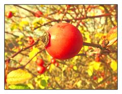 Zwischen Spätsommer und Herbst