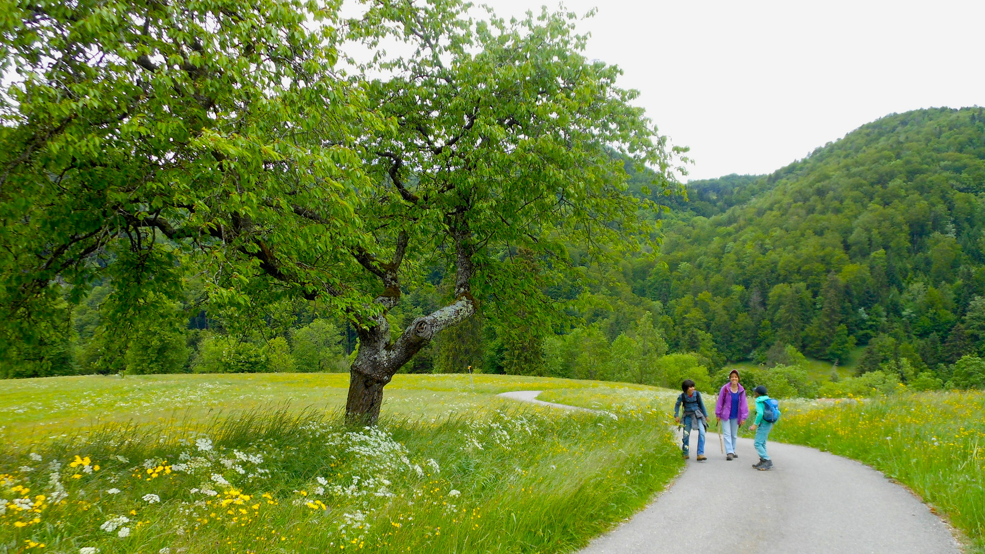 Zwischen St. Ursanne und Bassecourt im schweizerischen Jura