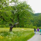 Zwischen St. Ursanne und Bassecourt im schweizerischen Jura