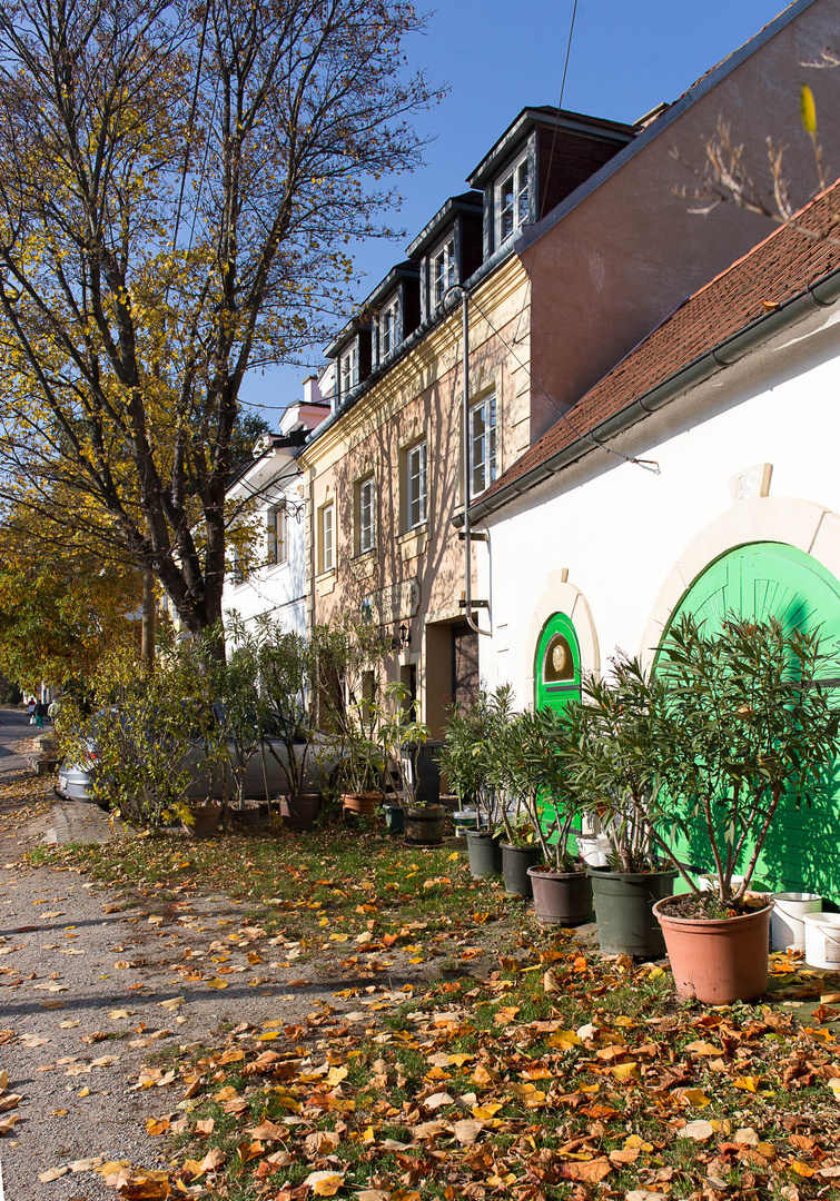 Zwischen Stammersdorf und Strebersdorf an den Hängen des Bisambergs (1)