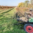 Zwischen Stammersdorf und Strebersdorf an den Hängen des Bisambergs (5)