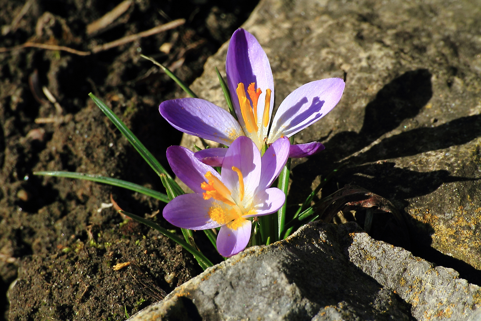 zwischen Steinen