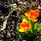 Zwischen Steinen stehen Tulpen