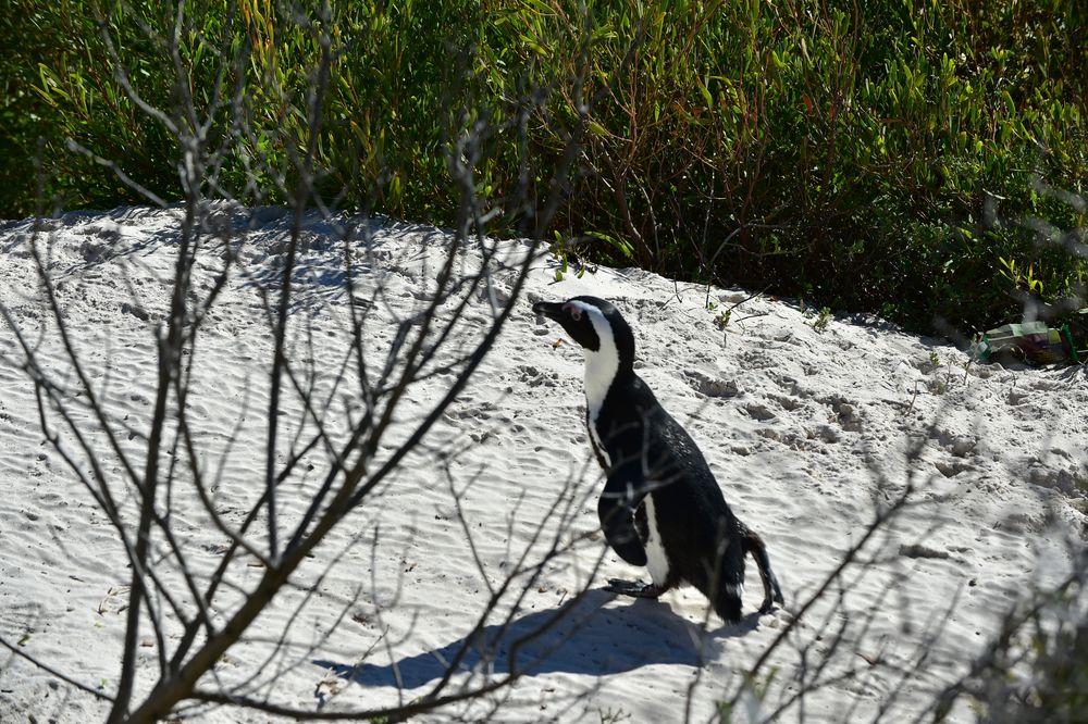 Zwischen Sträuchern und Bäumen lebende Pinguine.120_5431