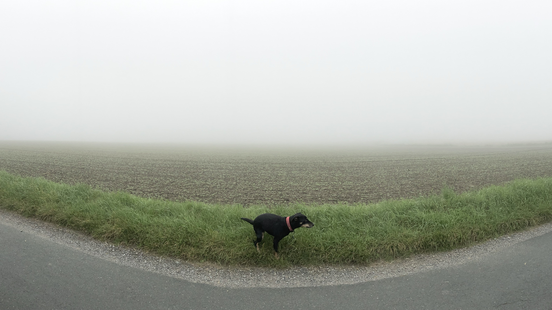 Zwischen Straße und Feld passt immer noch‘n Hund!