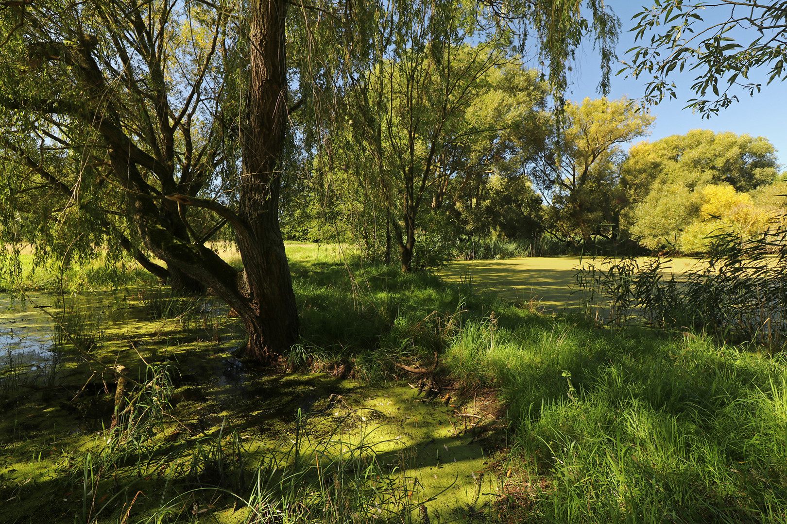 Zwischen Teich und Tümpel Foto & Bild september, landschaften, wasser