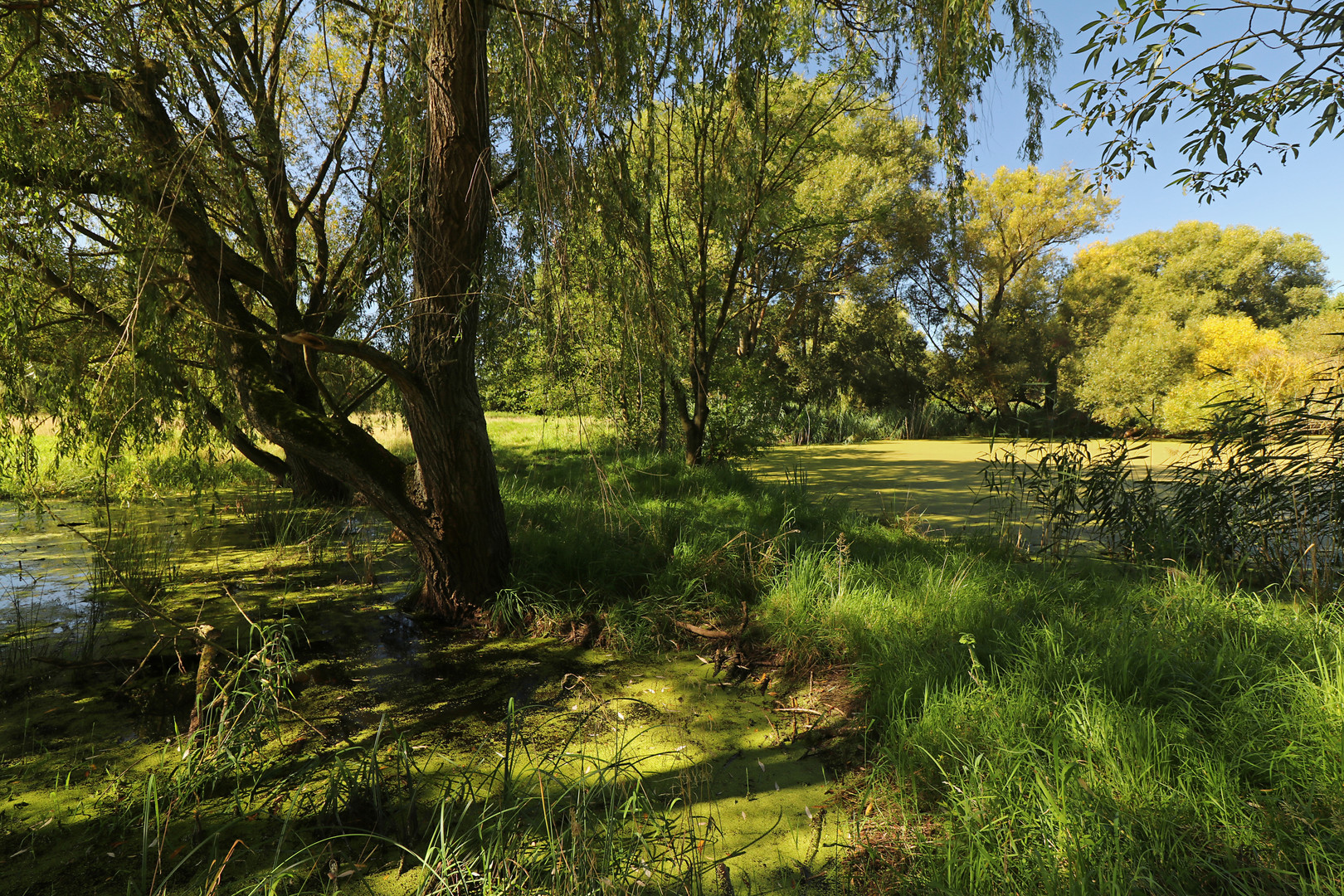 Zwischen Teich und Tümpel