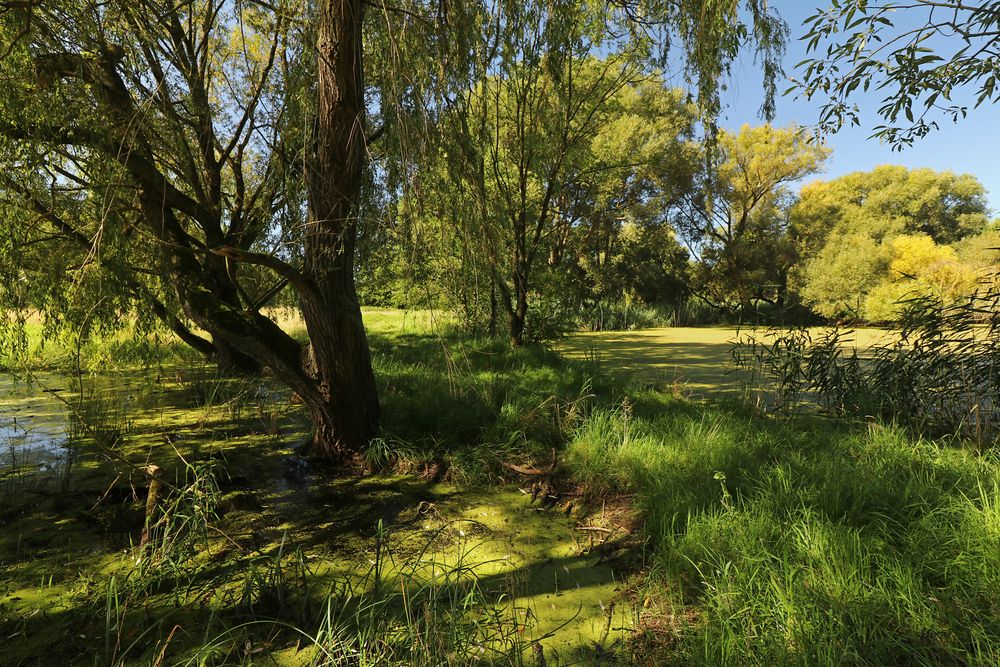 Zwischen Teich und Tümpel Foto & Bild september, landschaften, wasser