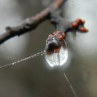 Zwischen Traum und Wirklichkeit