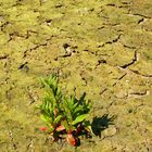 Zwischen Trockenheit und Dürre