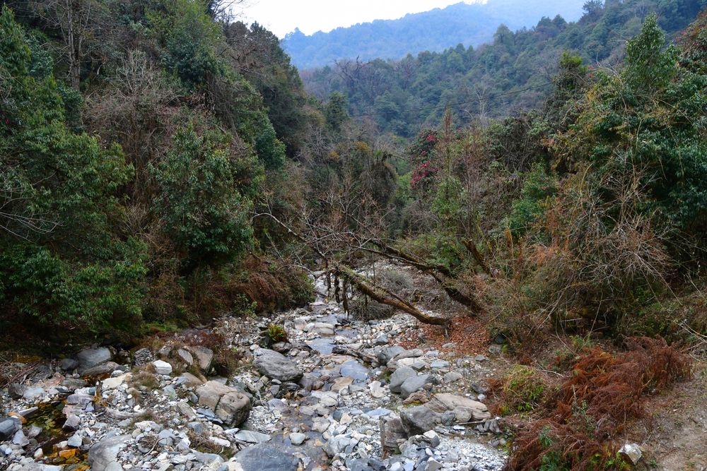 Zwischen Ulleri und Ghorepani auf dem Poon Hill Trek