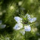 Zwischen vielen "Greteln" ragte eine heraus.