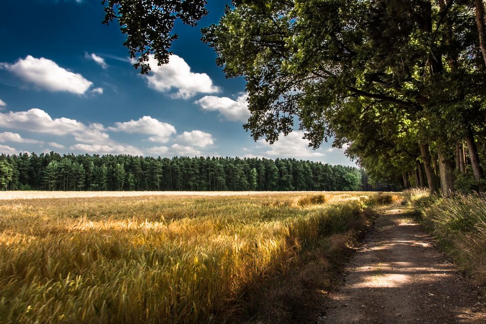 Zwischen Wald und Feld