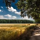 Zwischen Wald und Feld