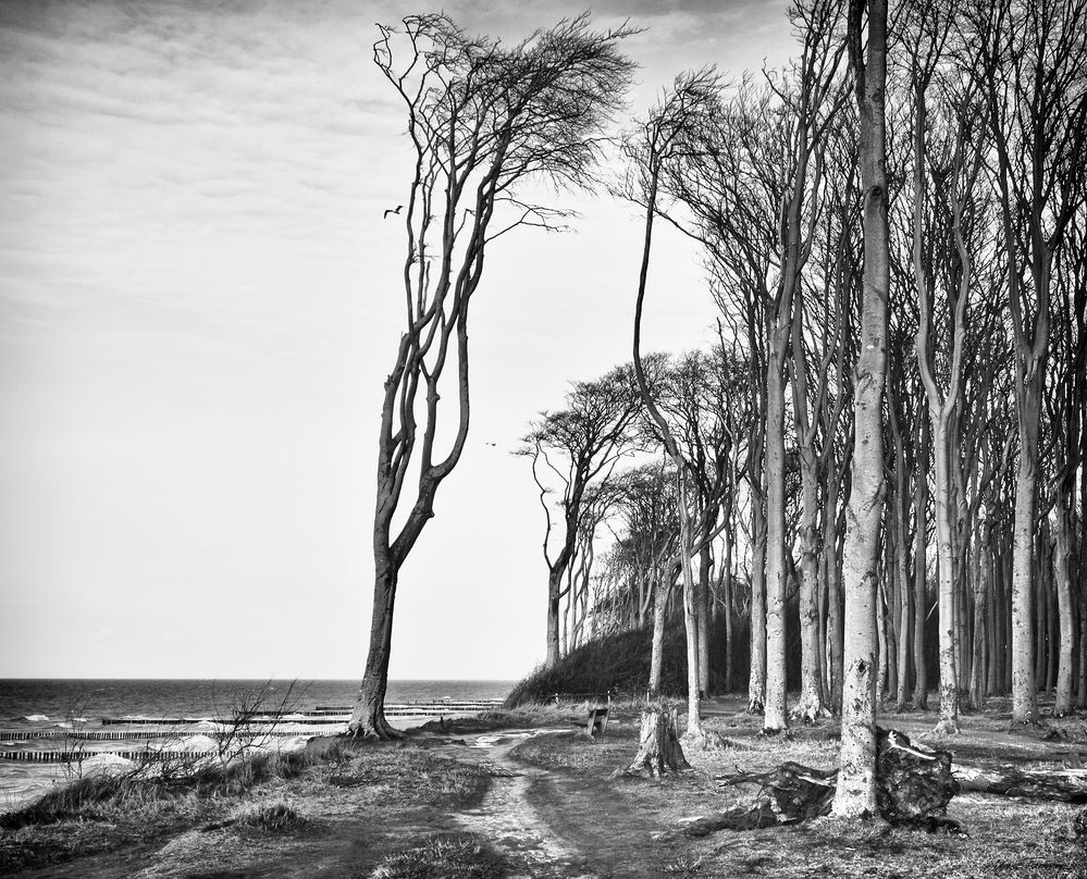 zwischen Wald und Meer ....