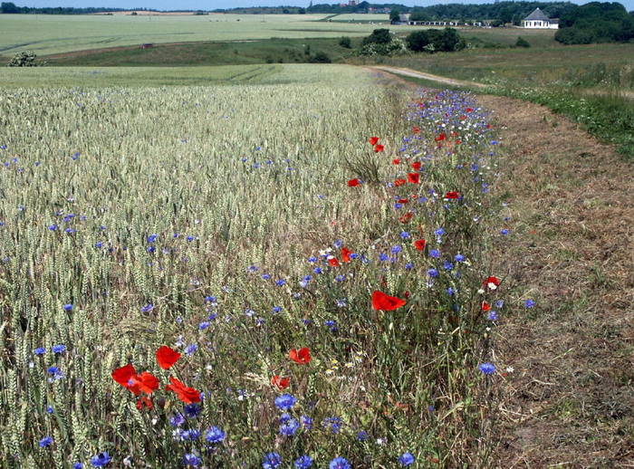 Zwischen Weg und Feld