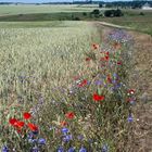 Zwischen Weg und Feld