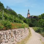 ..zwischen Wein & Mohn