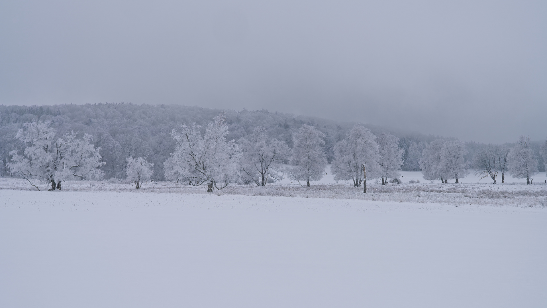 zwischen Weiss und Grau