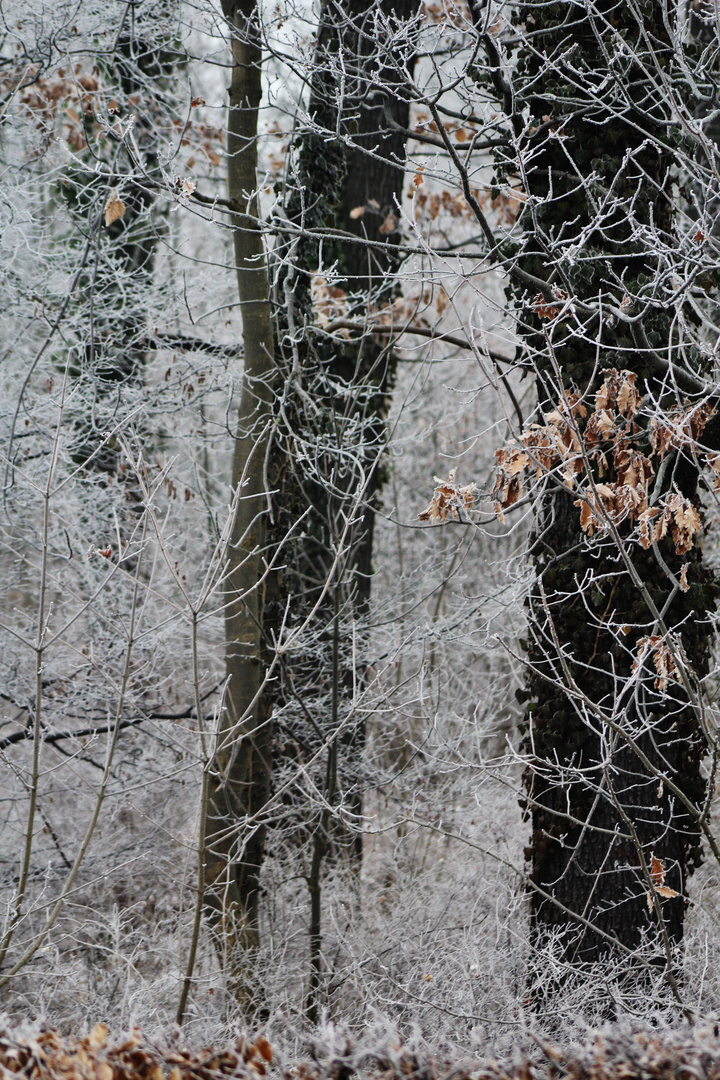 zwischen Winter und Frühjahr 