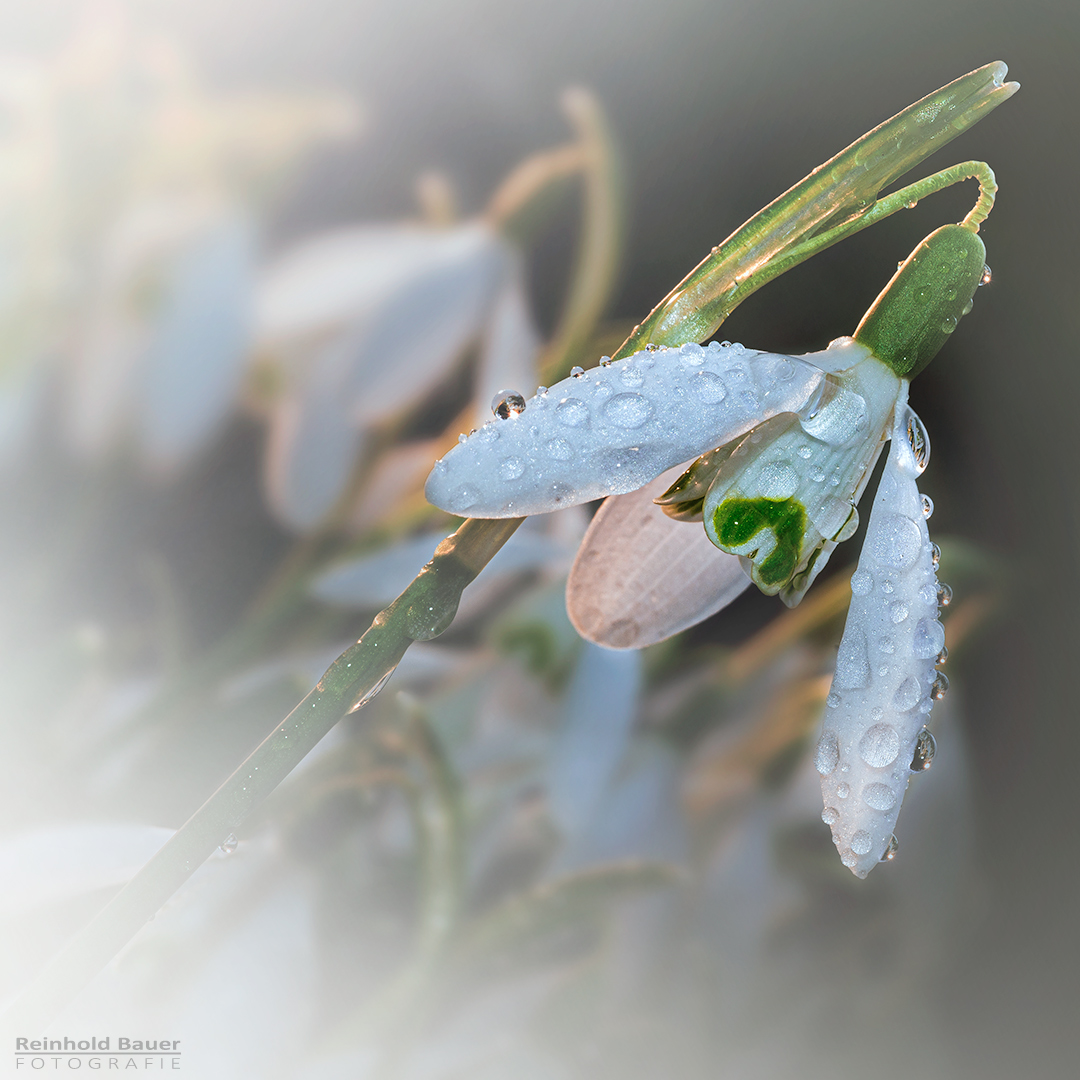 Zwischen Winter und Frühling